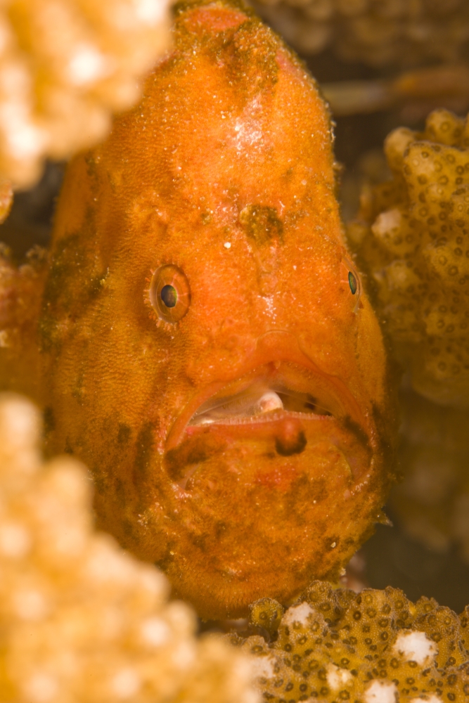 Spotfin Frogfish Antennarius Nummifer Poster Print - 12 x 18