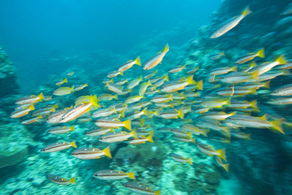 Schooling Bigeye Snappers Poster Print, Large - 36 x 24