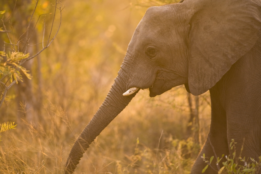 African Elephant Poster Print, Large - 36 x 24