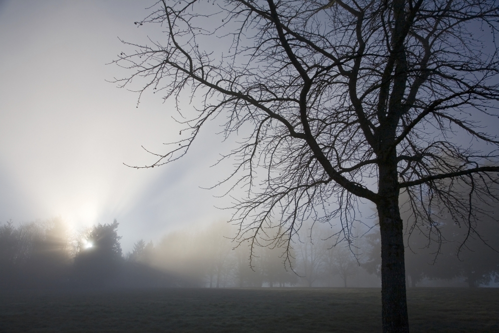 Sunrays Through Fog Poster Print, Large - 40 x 26
