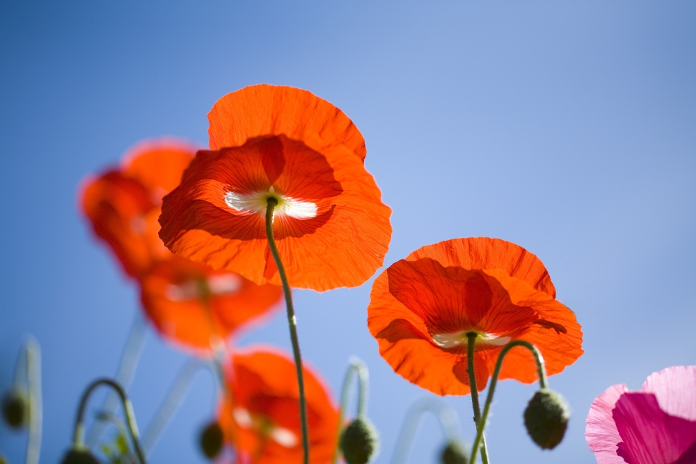 Shirley Poppies Poster Print - 20 x 13