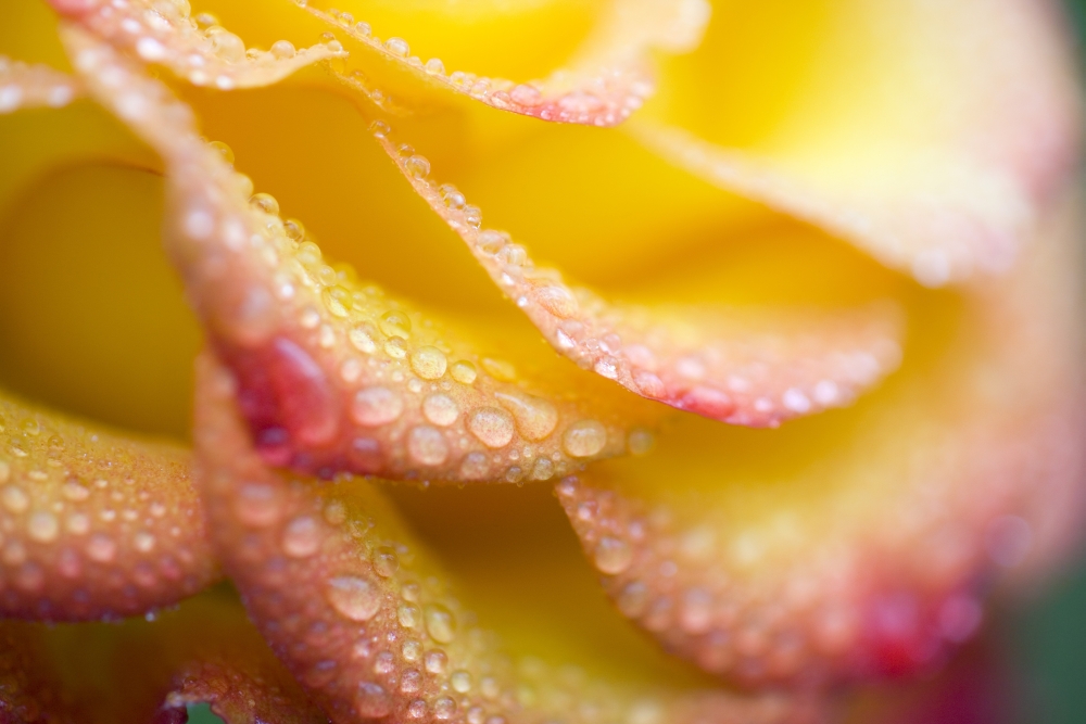 Dew Drops On A Rose Poster Print - 20 x 13