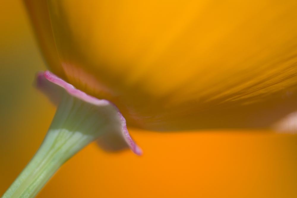 Close Up of Poppy Poster Print - 20 x 13