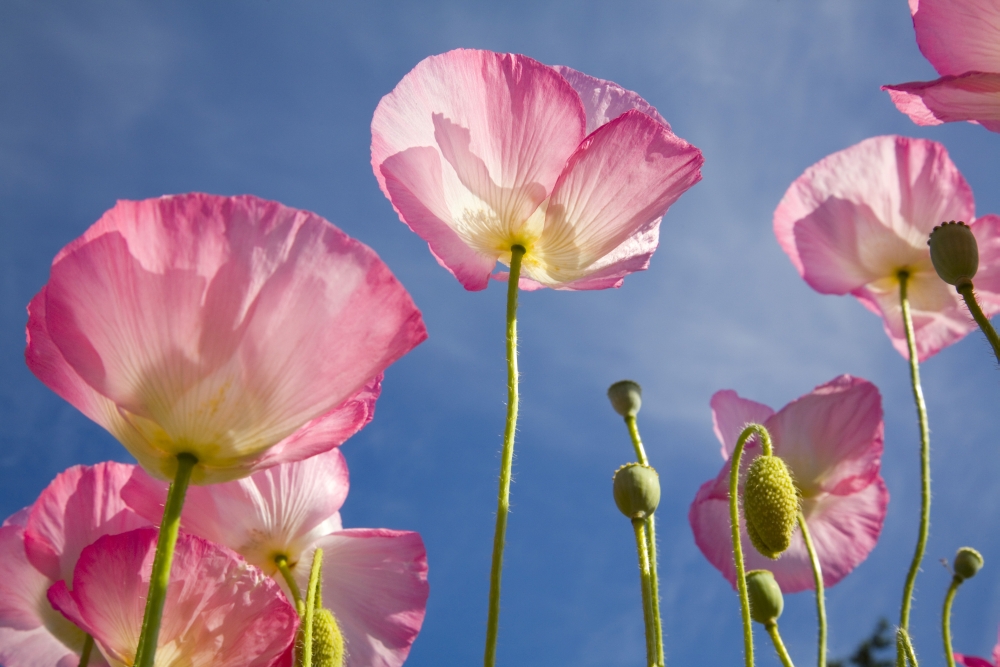 Shirley Poppies Poster Print - 20 x 13