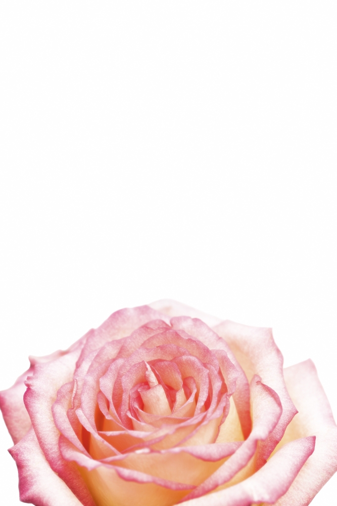 Rose Poster Print - 12 x 18