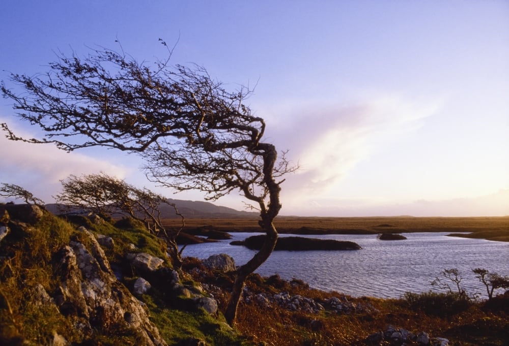 Connemara Co Galway Ireland - Windblown Tree Poster Print, Large - 36 x 24