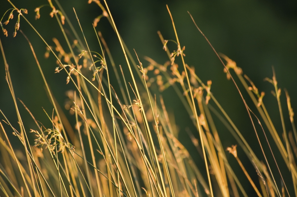 Grasses Poster Print - Large - 36 x 22