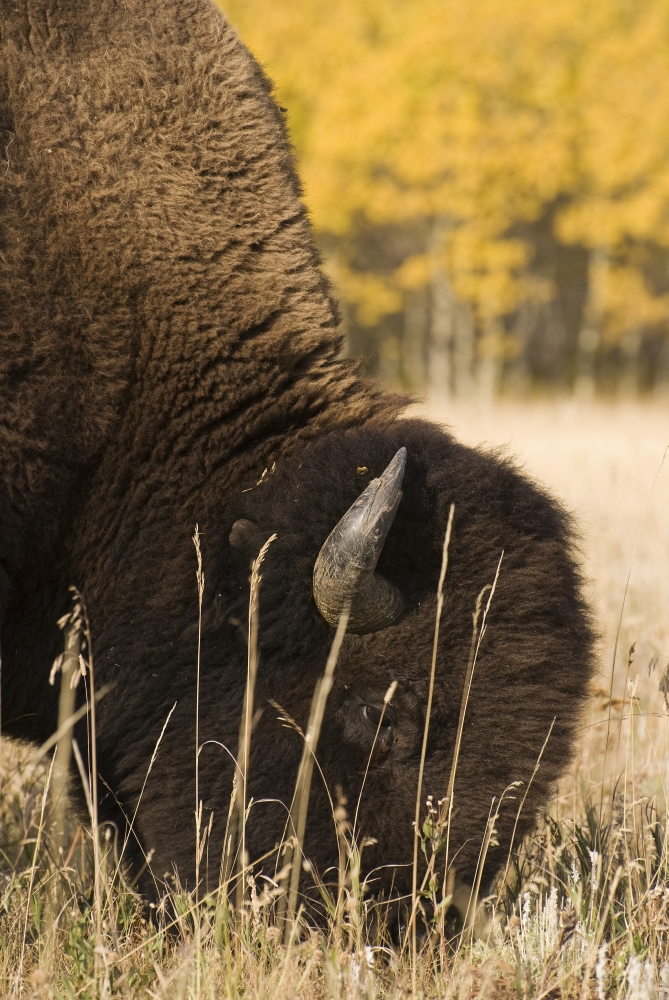 Buffalo Grazing Poster Print, Large - 22 x 34