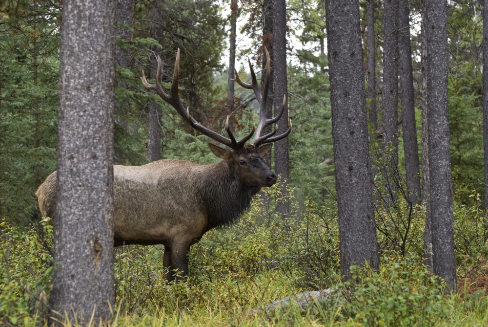 Jasper National Park Jasper Alberta Canada - Bull Elk Cervus Canadensis During Rut Season Poster Print, Large - 34 x 22