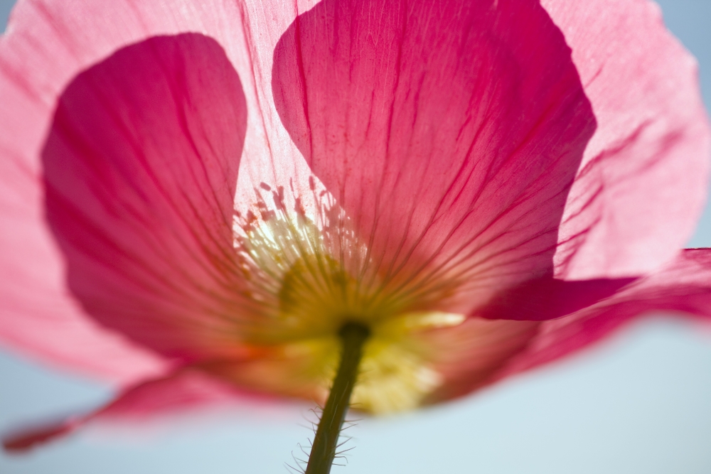 Pink Shirley Poppy Poster Print - 20 x 13