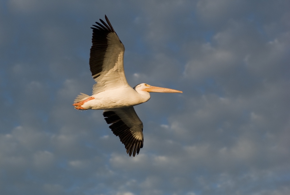 DPI1836671LARGE American White Pelican Pelecanus Erythrorhynchos in Flight Poster Print, Large - 36 x 24