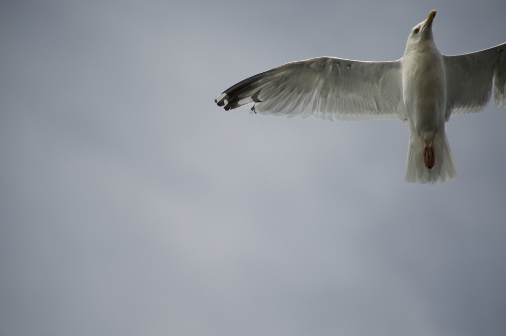 Seagull Poster Print, Large - 36 x 22