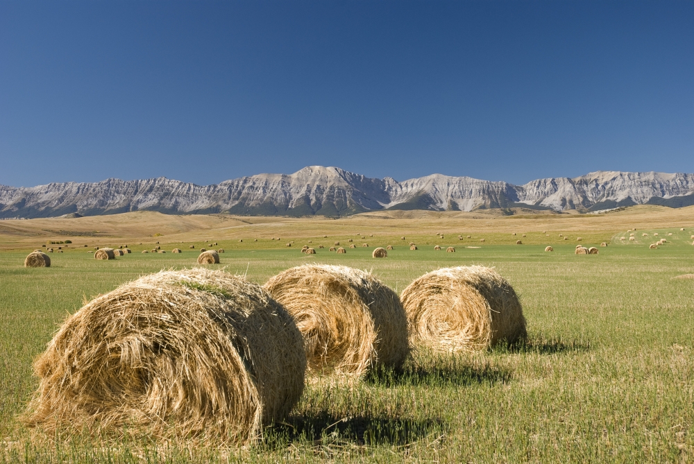Hay Bales Alberta Canada Poster Print, Large - 34 x 22