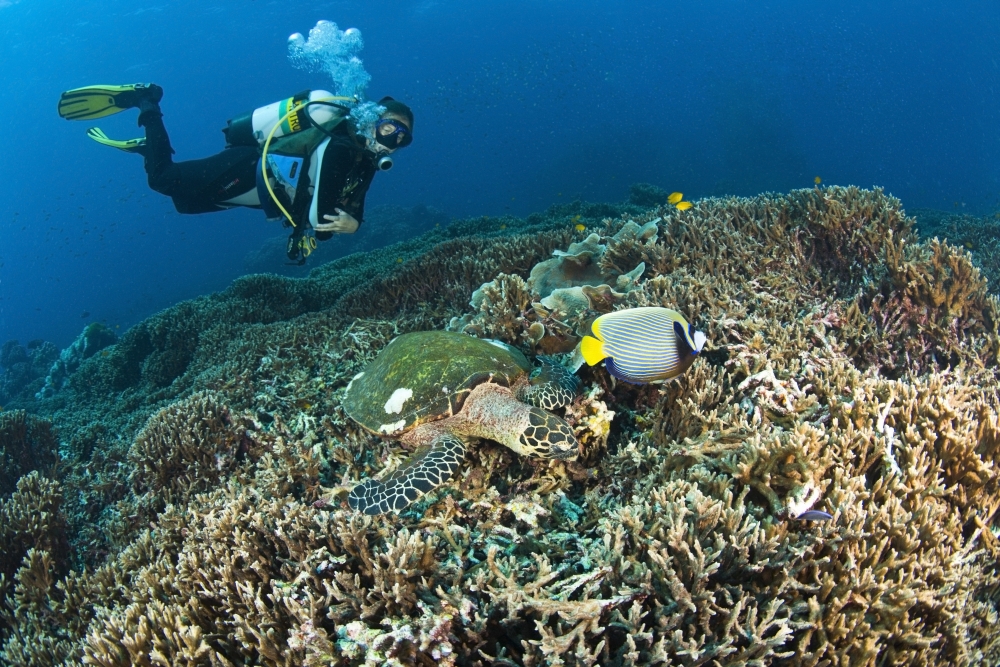 DPI1837117 Similan Islands Thailand - Scuba Diver Over A Hawksbill Turtle Eretmochelys Imbricata & Angelfish Print, 18 x 12