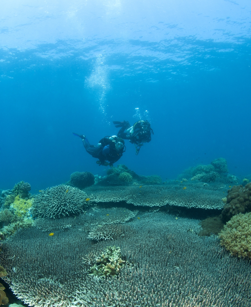 DPI1837129 Apo Island Marine Park Philippines Asia - Scuba Diver Poster Print, 15 x 18
