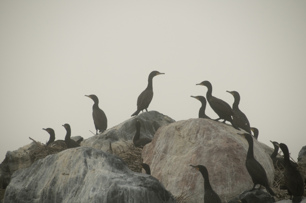 Birds On Rocks Poster Print, 18 x 11