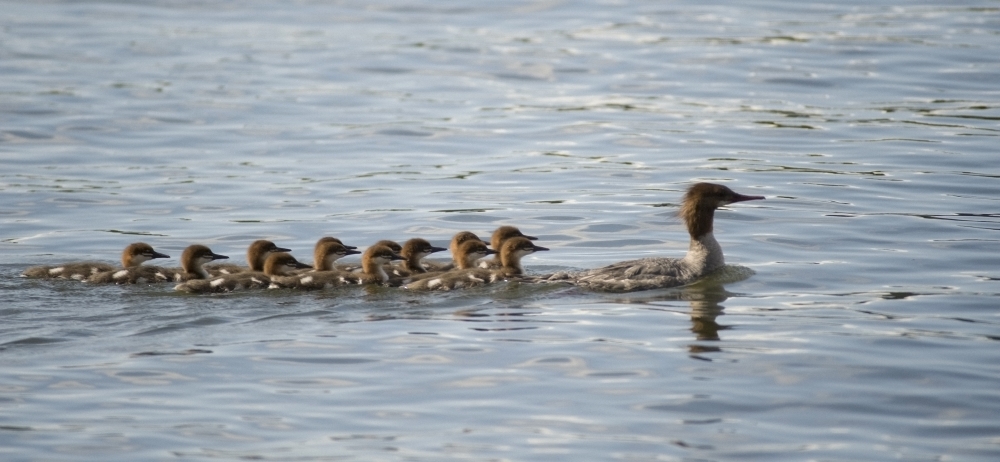Duck & Ducklings Swimming in A Row Poster Print - 21 x 9