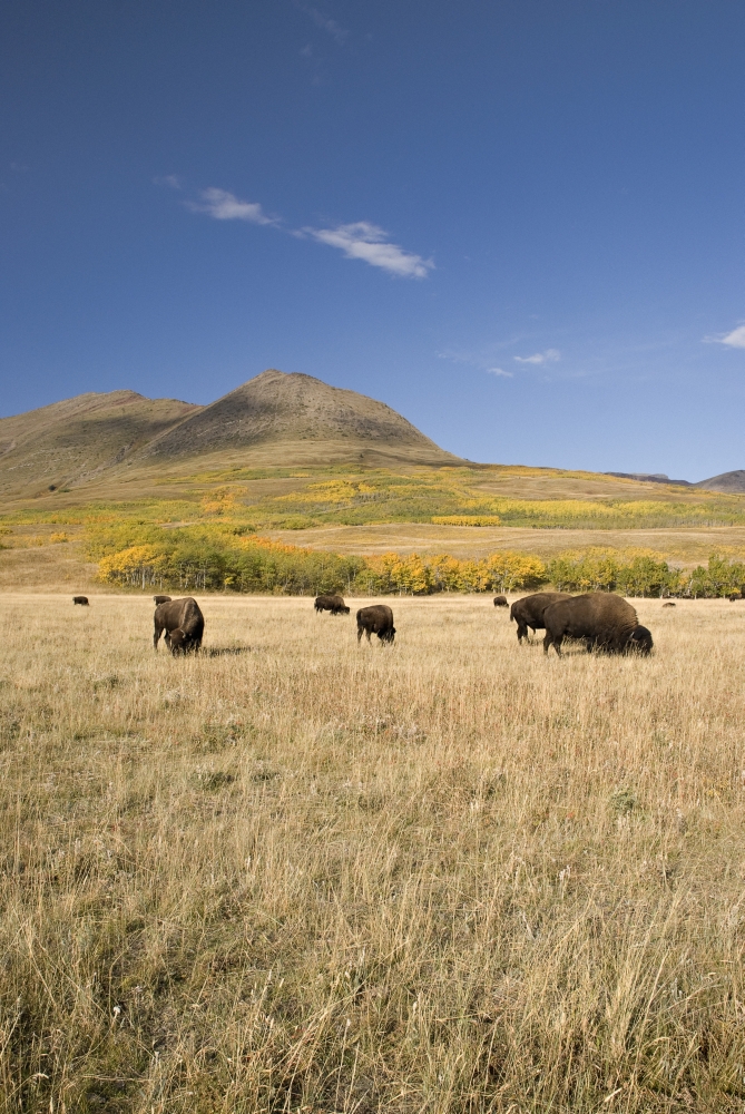 American Bison Bison Bison Southern Alberta Canada Poster Print, 11 x 17