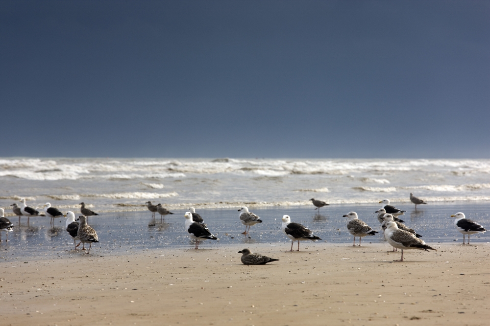 DPI1837615LARGE East Riding Yorkshire England - Terns & Gulls On The Foreshore Poster Print, Large - 36 x 24
