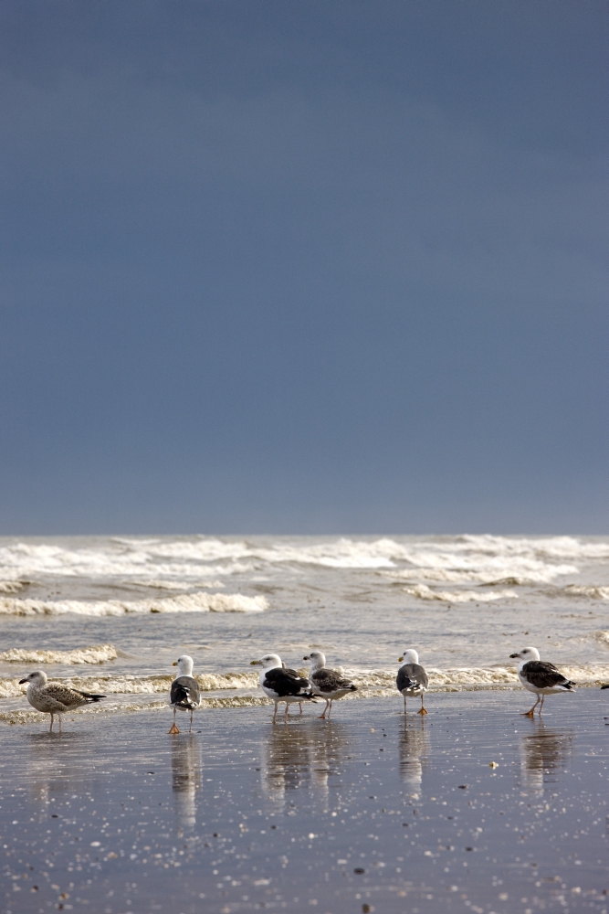 DPI1837620LARGE East Riding Yorkshire England - Terns & Gulls On The Foreshore Poster Print, Large - 24 x 38