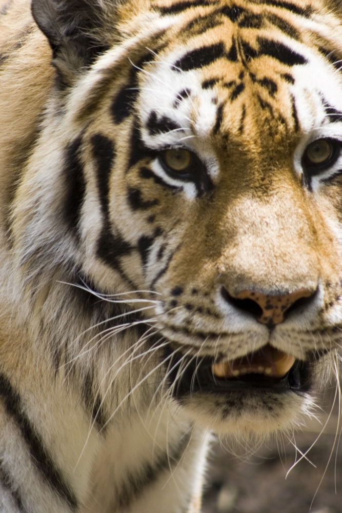 Tiger Poster Print - 11 x 17