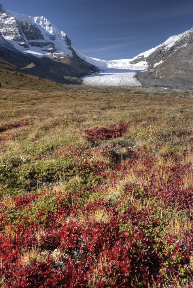 DPI1837160LARGE Columbia Icefield Jasper National Park Alberta Canada Poster Print, Large - 22 x 34