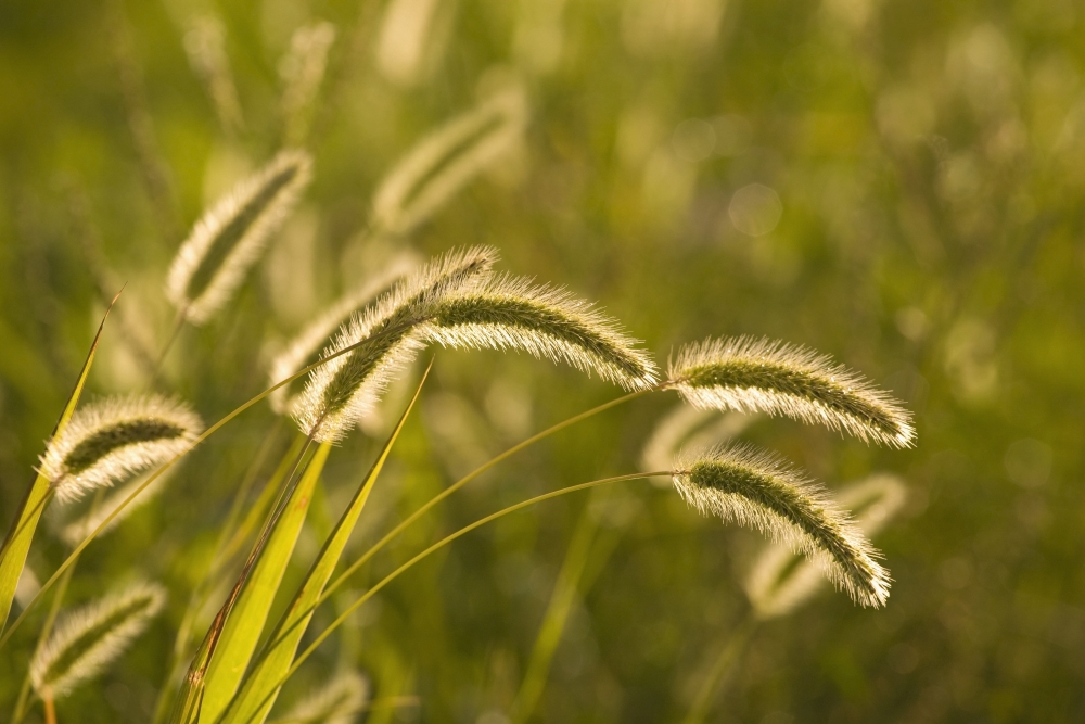 Wild Grass Poster Print - 36 x 24