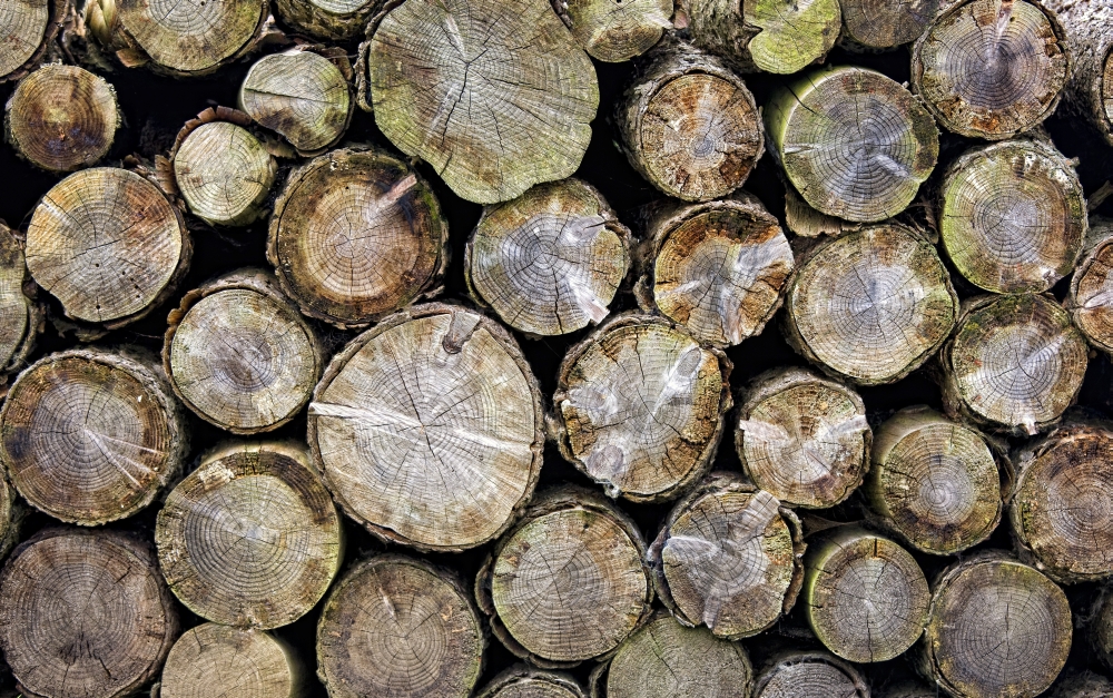 Group of Logs Poster Print - Large - 36 x 22