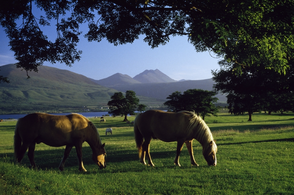 DPI1838949LARGE Killarney Co Kerry Ireland - Two Horses Grazing in A Paddock Poster Print, Large - 36 x 24