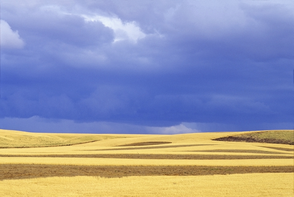 Wheat Fields Near Hermiston Oregon USA Poster Print - Large - 36 x 24