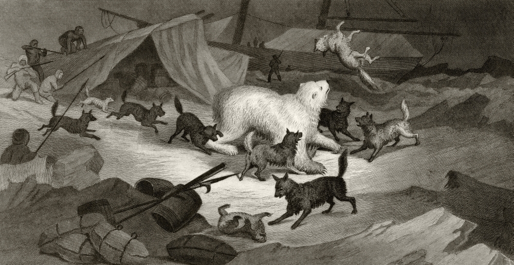 Bear Hunt From Arctic Explorations In The Years 1853 54 55 by American Explorer Doctor Elisha Kent Kane 1820 To 1857 Vol Poster Print - 20 x 10