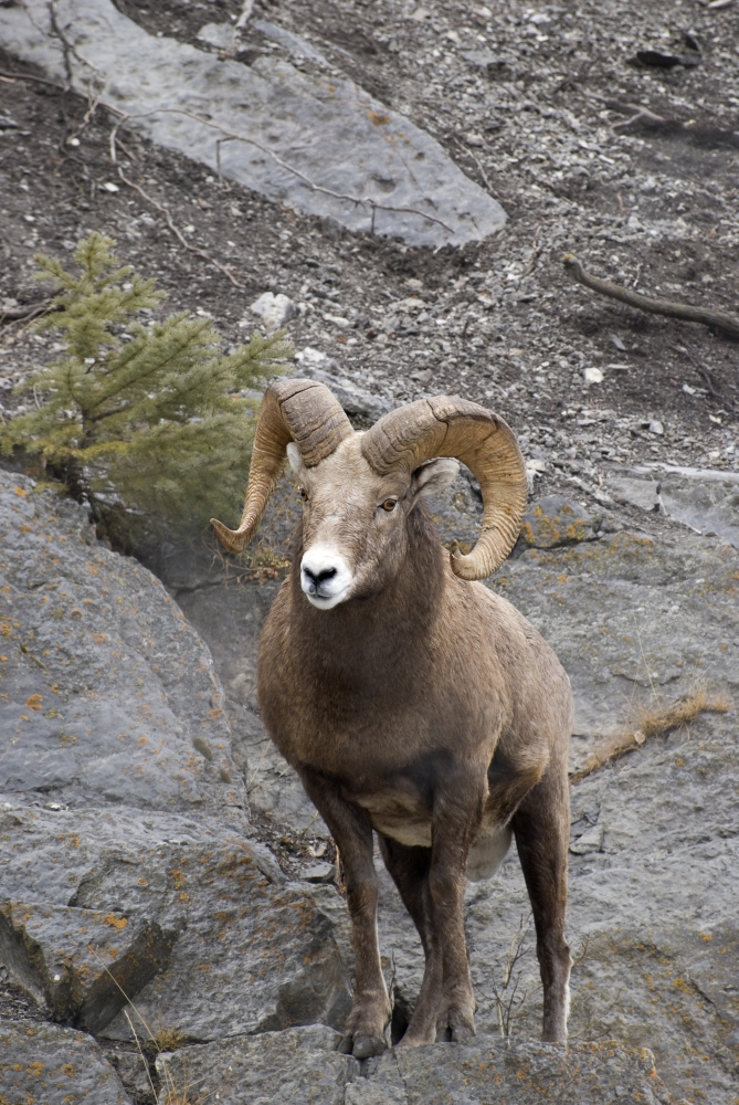 Bighorn Sheep Ovis Canadensis Poster Print - 11 x 17