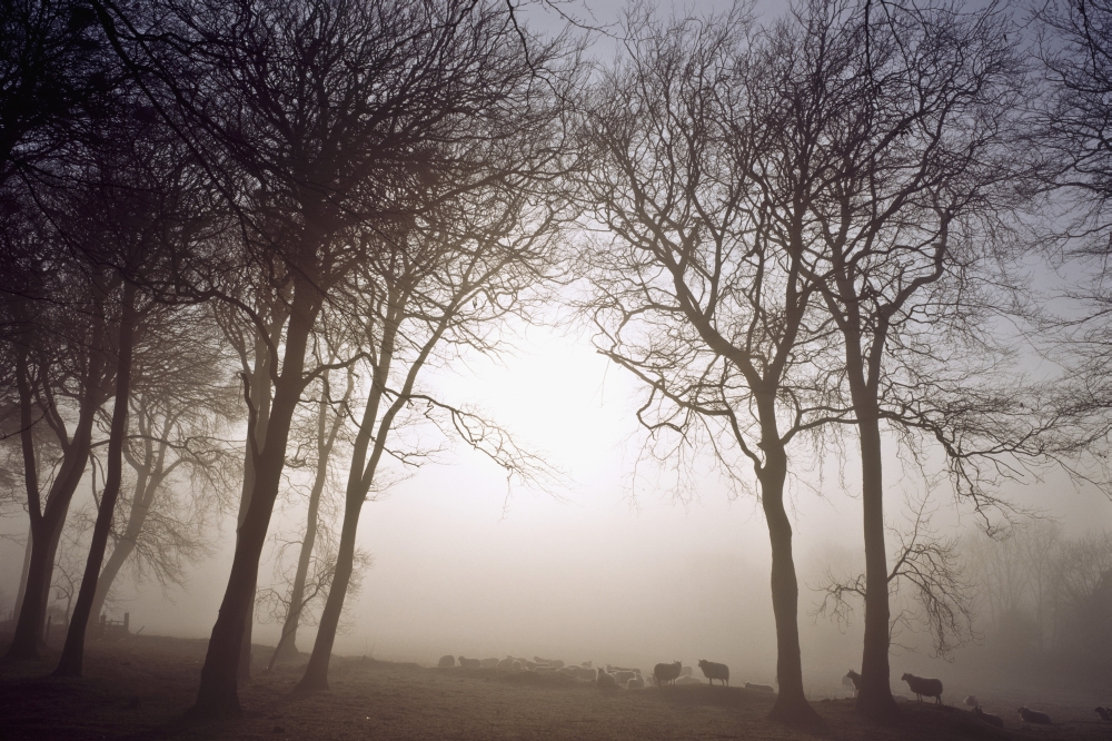 Morning Mist - Co Wicklow Ireland Poster Print - 18 x 12