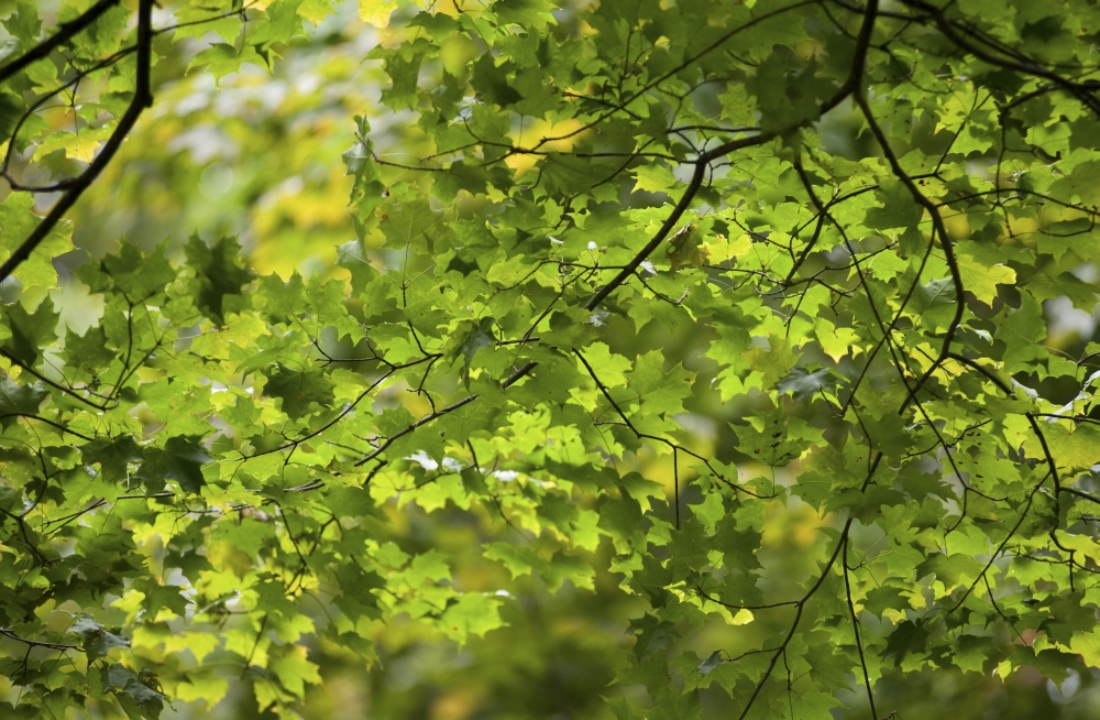 Leafy Branches Muskoka Ontario Canada Poster Print, Large - 34 x 22