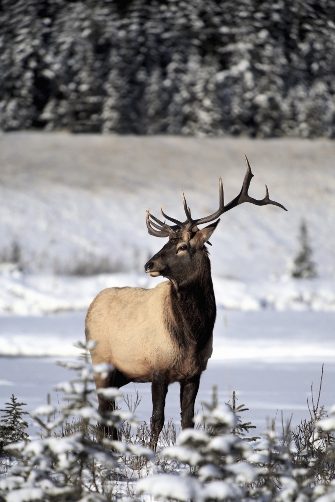 DPI1841314LARGE Elk Cervus Canadensis - Bull Elk During Winter Poster Print, Large - 24 x 36