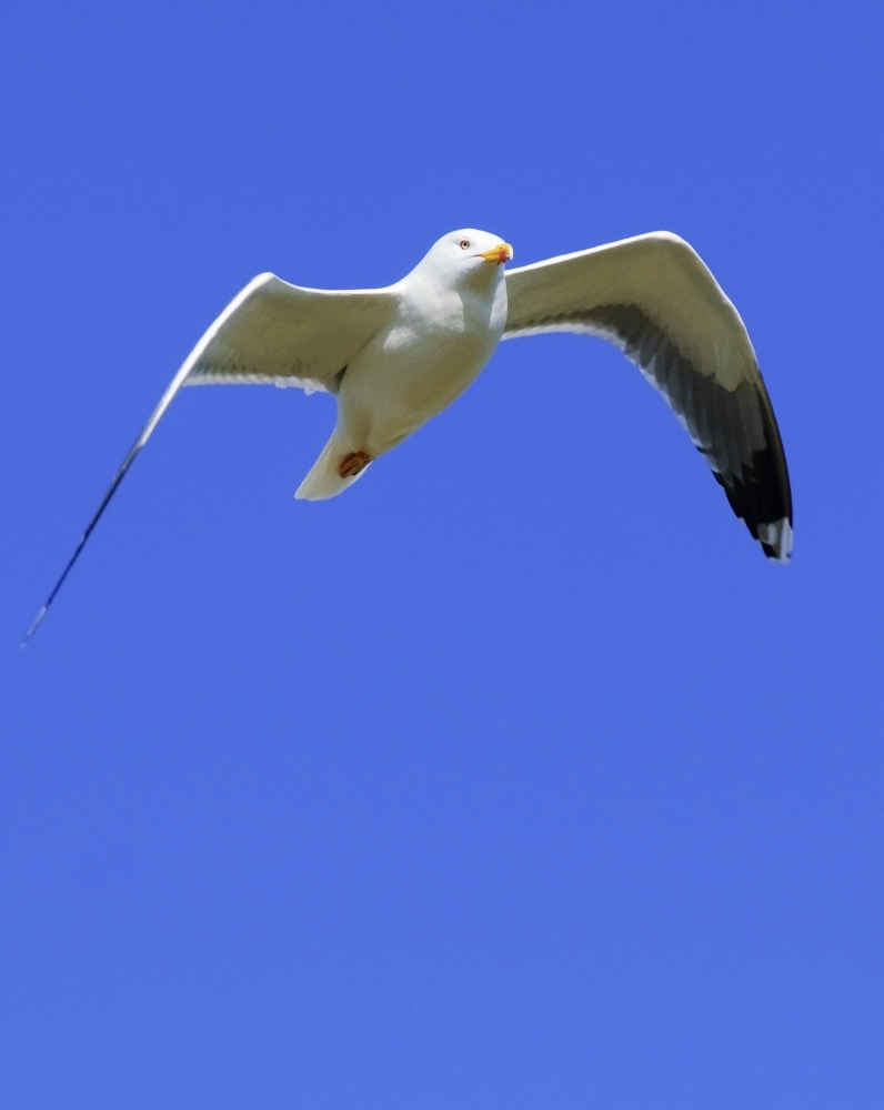 Seagull in Flight Poster Print - Large - 24 x 32