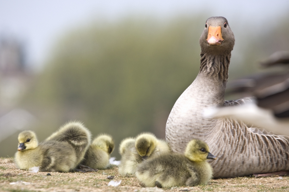 Goose with Baby Chicks Poster Print, Large - 34 x 22