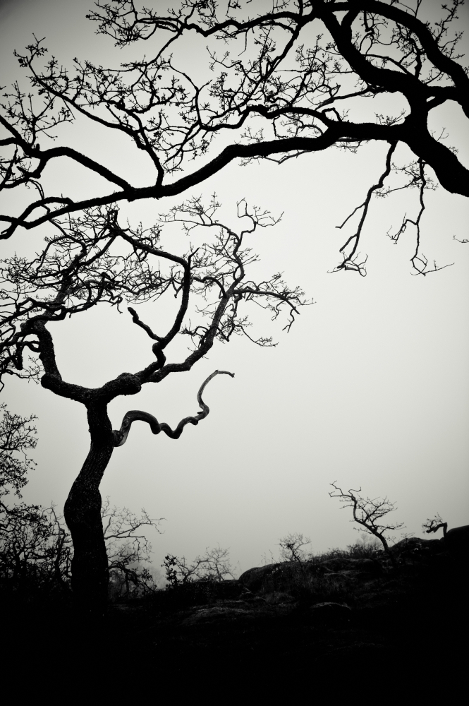 Low Angle View of Eerie Tree Silhouettes Poster Print - 12 x 19