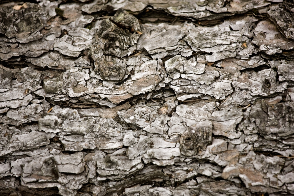 Bark On A Tree Poster Print - Large - 36 x 24