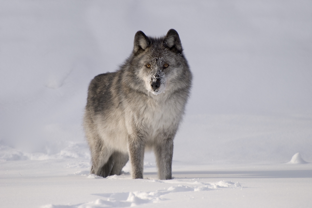 Wolf in The Snow Poster Print - 34 x 22