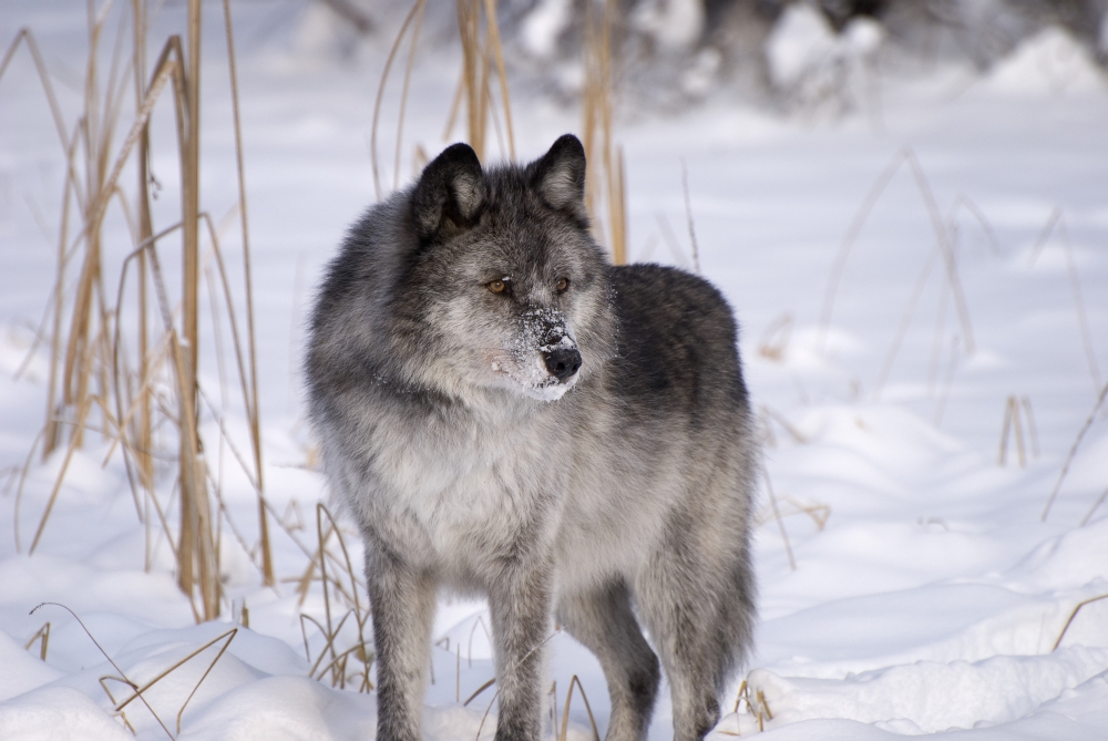 Wolf in The Snow Poster Print, Large - 34 x 22