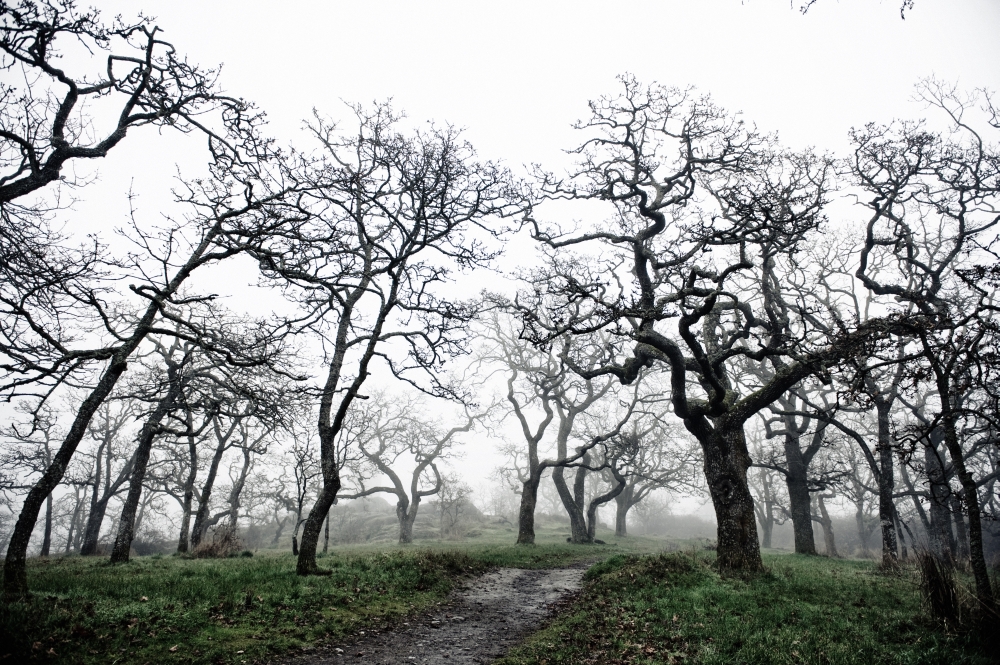 Low Angle View of Eerie Tree Silhouettes Poster Print - 19 x 12