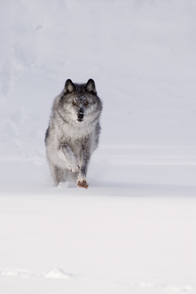 Wolf Running in The Snow Poster Print, Large - 22 x 34