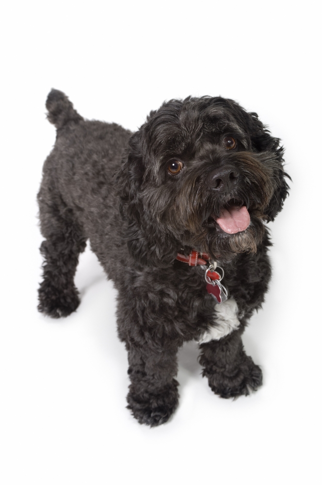 Black Bichon-Cocker Spaniel Dog Poster Print, Large - 22 x 34