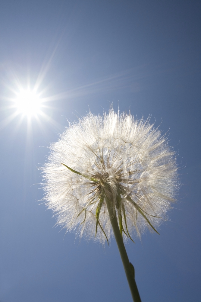 Seeded Dandelion Poster Print, Large - 24 x 36