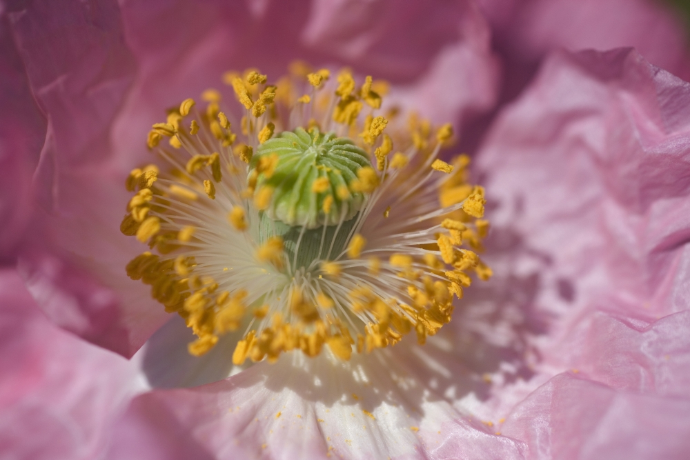 Shirley Poppy Poster Print - 18 x 12
