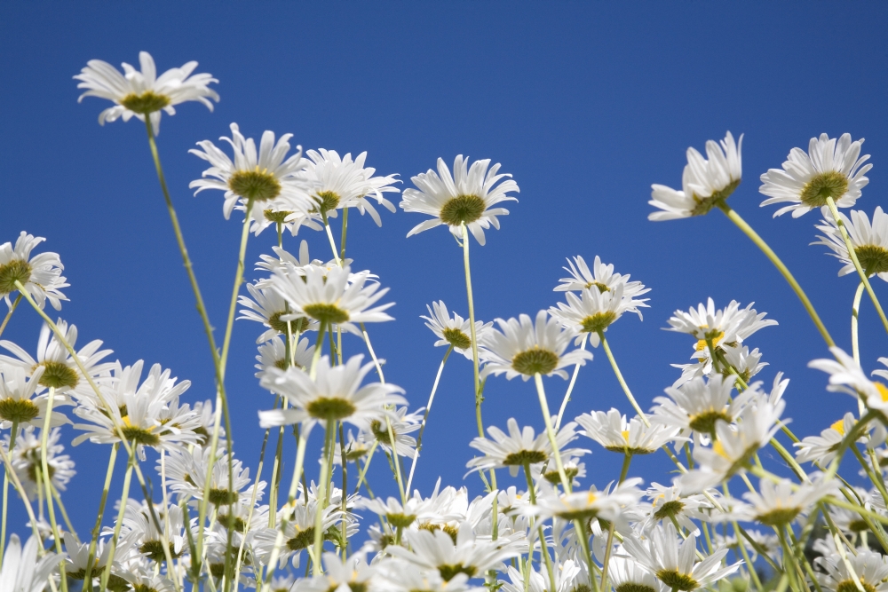 Daisies Poster Print, Large - 36 x 24