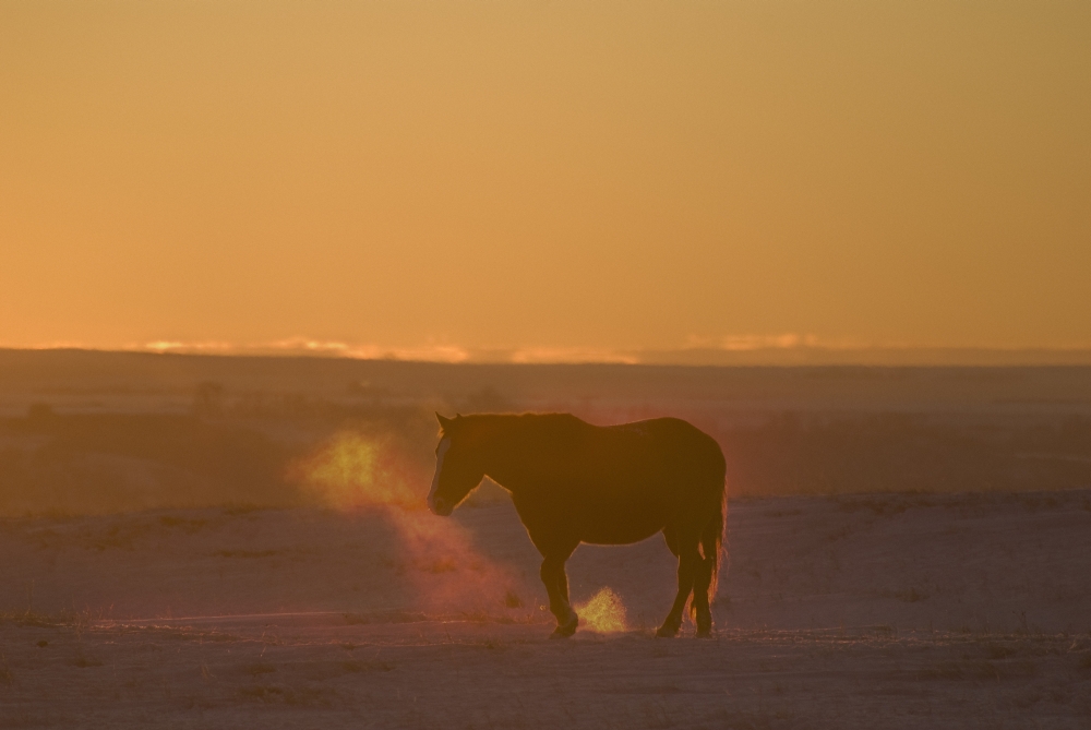 Alberta Canada - Horse At Sunset Poster Print, 17 x 11