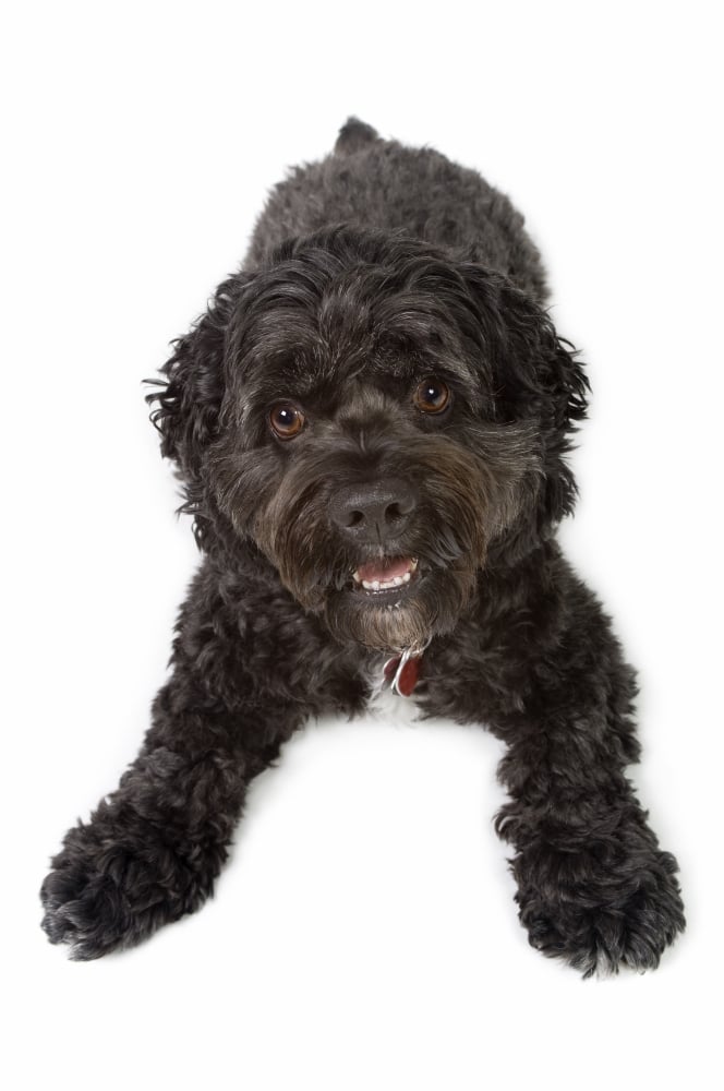 Black Bichon-Cocker Spaniel Dog Poster Print, 11 x 17