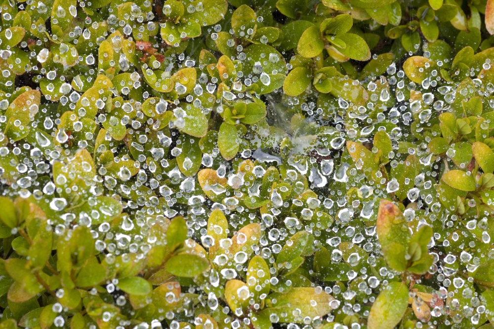 Dew On A Bush Poster Print - 18 x 12